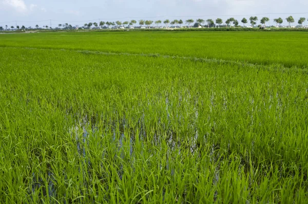 Zöld rizsföld nappal. Rizsszüret. Gyönyörű teraszok a rizsföld a víz szezonban és az öntözés. Mezőgazdaság. — Stock Fotó