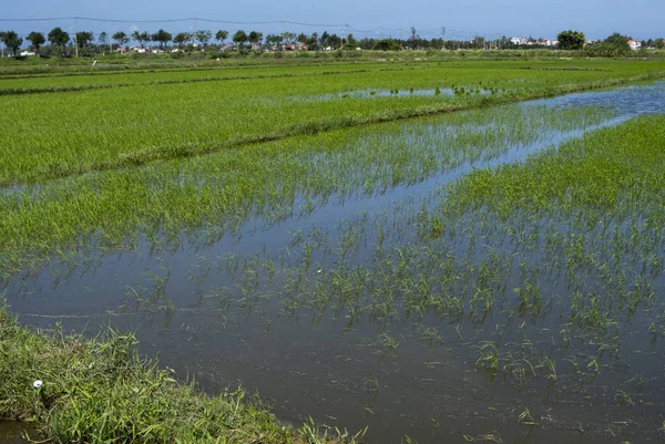 Campo de arroz verde a la luz del día. Cosecha de arroz. Hermosas terrazas de campo de arroz en temporada de agua y riego. Agricultura . — Foto de Stock