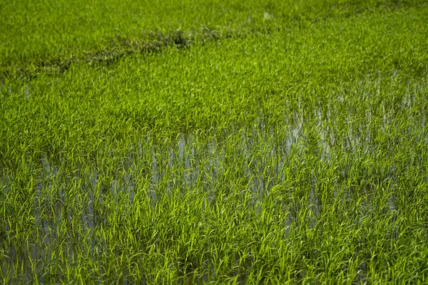 Campo de arroz verde a la luz del día. Cosecha de arroz. Hermosas terrazas de campo de arroz en temporada de agua y riego. Agricultura . — Foto de Stock