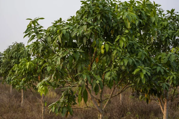 Green mangoes on the tree. Mango trees growing in a field in Asia. Mangoes fruit plantation. Delicious fruits are rich in vitamins.