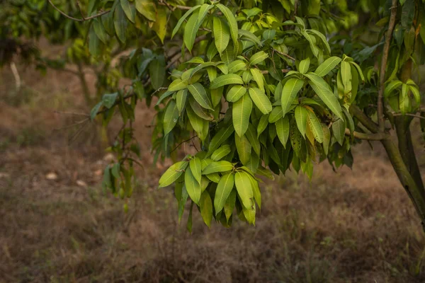Зеленые манго на дереве. Манго деревья, растущие в поле в Азии. Плодовая плантация манго. Вкусные фрукты богаты витаминами . — стоковое фото