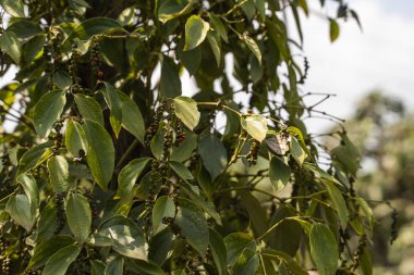 Asya 'da fidanlıkta yetişen kara biber bitkileri. Ağaçlarda olgun yeşil biberler. Tropikal ülkelerde tarım. Kurumadan önce ağaçlarda biber..