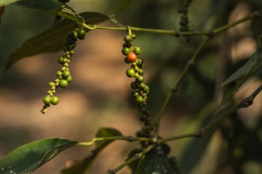 Asya 'da fidanlıkta yetişen kara biber bitkileri. Ağaçlarda olgun yeşil biberler. Tropikal ülkelerde tarım. Kurumadan önce ağaçlarda biber..