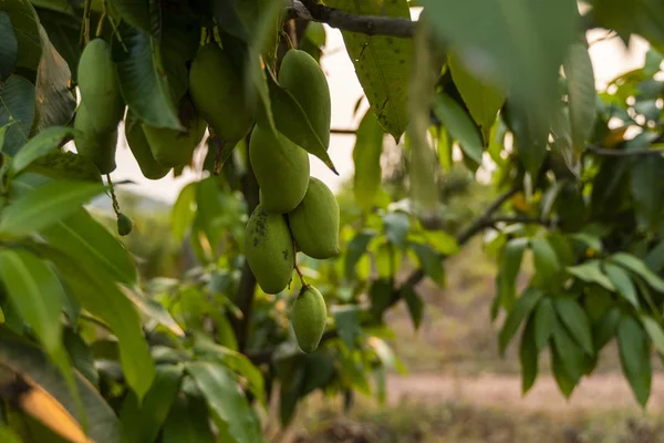 Green mangoes on the tree. Mango trees growing in a field in Asia. Mangoes fruit plantation. Delicious fruits are rich in vitamins.