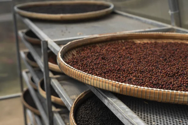 Black and brown, red peppercorns drying in drying room or box on plates of reed on black pepper plantation. Drying of red and black peppercorns. Agriculture. Spices.