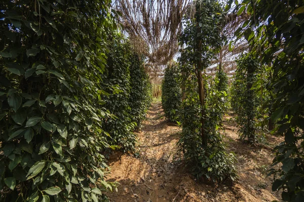 Black pepper plants growing on plantation in Asia. Ripe green peppers on a trees. Agriculture in tropical countries. Pepper on a trees before drying.