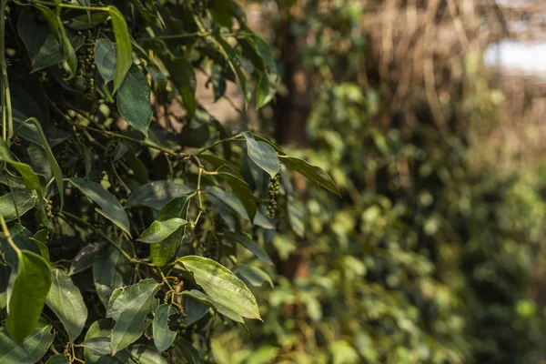 Czarne rośliny pieprzu rosnące na plantacji w Azji. Dojrzałe zielone papryki na drzewach. Rolnictwo w krajach tropikalnych. Pieprz na drzewach przed suszeniem. — Zdjęcie stockowe