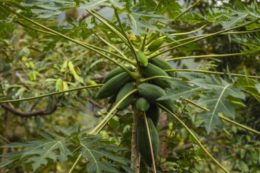 Meyveli taze papaya ağacı. Papaya ağacı ve bir sürü meyve. Ağaçta yeşil papaya meyvesi. Sabah vakti organik çiftlikte tarım meyveleri. Tarım geçmişi.