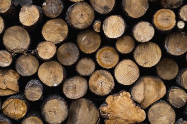 Odunlar istiflendi ve kış odun yığınları için hazırlandı. Kışa hazır odun yığını. Ahşap arka planda büyük ağaçlardan ve küçük ağaçlardan kesilen pek çok kütük var.