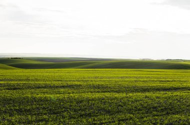 Sonbaharda büyüyen genç buğday fideleri. Toprakta yetişen genç yeşil buğday. Tarım süreci. Mavi gökyüzü olan güneşli bir tarlada filizlenen çavdar tarımına yaklaş. Çavdar filizleri.