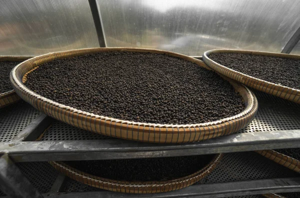 Black peppercorns drying in drying room or box on plates of reed on black pepper plantation. Drying of black peppercorns. Agriculture. Spices.