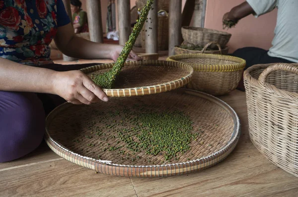 La mujer entrega el pimiento verde crudo y separa el pimiento negro del rojo para un mayor secado. Plantas de pimienta negra que crecen en plantaciones en Asia. Agricultura en los países tropicales . —  Fotos de Stock