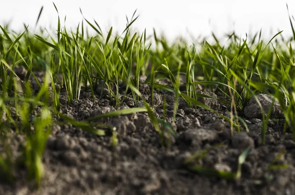 Mudas de trigo jovens que crescem em um campo no outono. Jovem trigo verde crescendo no solo. Proces agrícolas. Fechar em brotar a agricultura de centeio em um dia ensolarado campo com céu azul. Frutos de centeio . — Fotografia de Stock