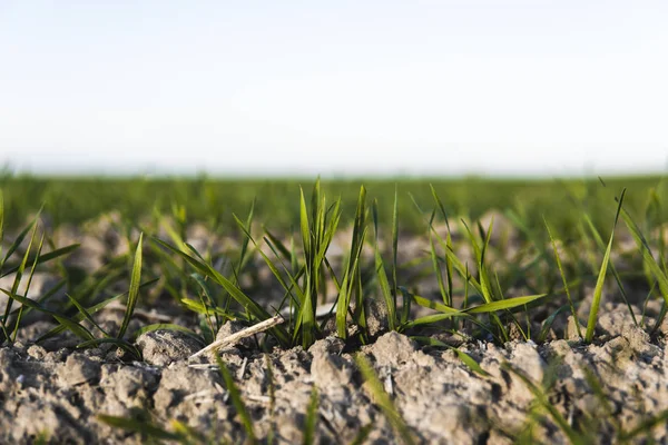 Mladé sazenice pšenice, které rostou na podzim na poli. Mladá zelená pšenice pěstovaná v půdě. Zemědělský proces. Zavřít na klíčení žitného zemědělství na poli slunečný den s modrou oblohou. Výhonky žita. — Stock fotografie