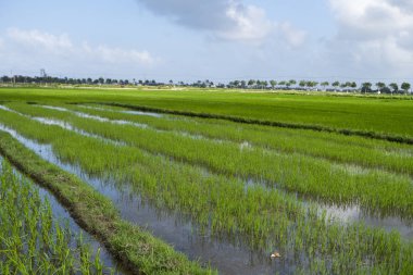 Güpegündüz yeşil pirinç tarlası. Pirinç hasadı. Su mevsiminde ve sulamada pirinç tarlaları çok güzeldir. Tarım.
