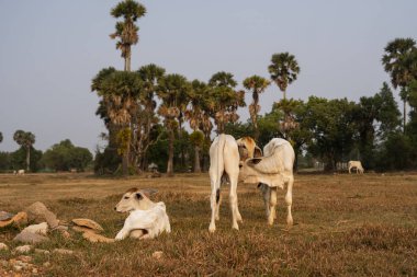 Üç zayıf beyaz Kamboçyalı inek. Kamboçya 'nın güneyinde, Kamboçya' nın kırsal kesiminde. Bir grup sığır köyü. Tarım ve tarım. Hayvanlar.