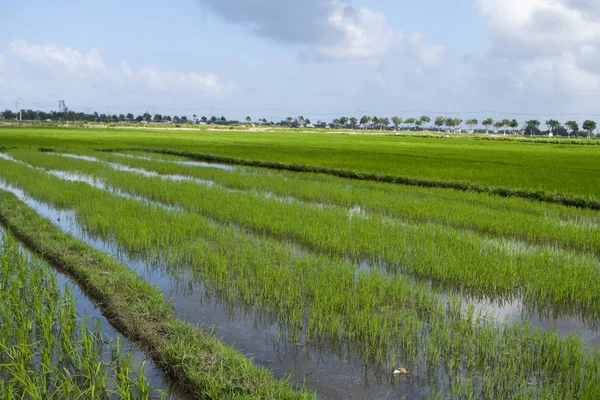 Campo de arroz verde a la luz del día. Cosecha de arroz. Hermosas terrazas de campo de arroz en temporada de agua y riego. Agricultura . — Foto de Stock