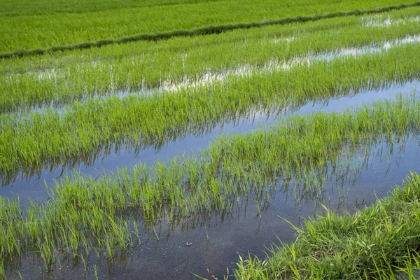 Campo de arroz verde a la luz del día. Cosecha de arroz. Hermosas terrazas de campo de arroz en temporada de agua y riego. Agricultura . — Foto de Stock