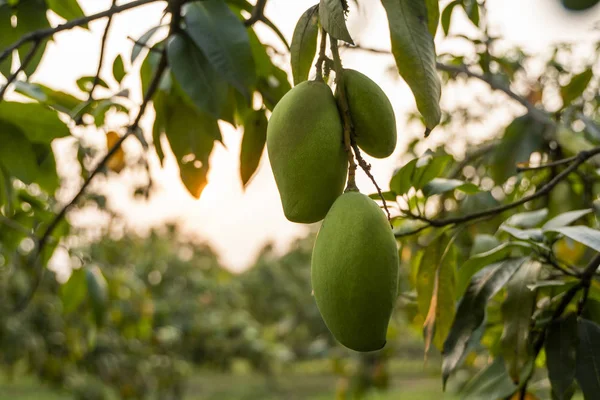 Green mangoes on the tree. Mango trees growing in a field in Asia. Mangoes fruit plantation. Delicious fruits are rich in vitamins.