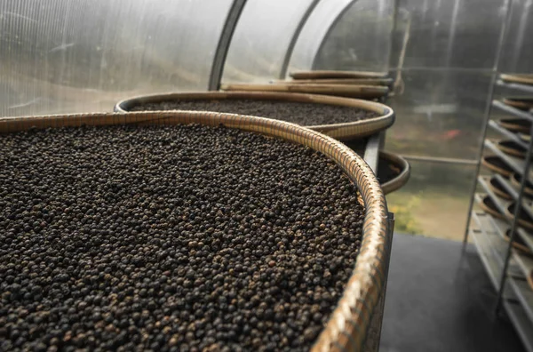 Black peppercorns drying in drying room or box on plates of reed on black pepper plantation. Drying of black peppercorns. Agriculture. Spices.