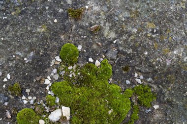 Yosun yeşili grunge dokusu. Yosun arka planı. Grunge dokusunda yeşil yosun, arka planda. Yeşil yosun detayı.