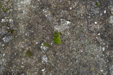 Yosun yeşili grunge dokusu. Yosun arka planı. Grunge dokusunda yeşil yosun, arka planda. Yeşil yosun detayı.