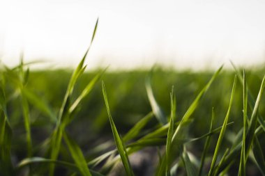 Sonbaharda bir tarlada yetişen genç buğday fideleri. Toprakta yetişen genç yeşil buğday. Tarım süreci. Mavi gökyüzü olan güneşli bir tarlada filizlenen çavdar tarımına yaklaş. Çavdar filizleri.