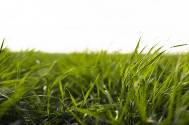 Sonbaharda bir tarlada yetişen genç buğday fideleri. Toprakta yetişen genç yeşil buğday. Tarım süreci. Mavi gökyüzü olan güneşli bir tarlada filizlenen çavdar tarımına yaklaş. Çavdar filizleri.
