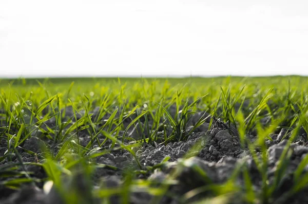 Las plántulas jóvenes de trigo que crecen en el campo en otoño. Trigo verde joven que crece en el suelo. Procesos agrícolas. Cerca de brotar la agricultura de centeno en un día soleado campo con el cielo azul. Brotes de centeno . — Foto de Stock