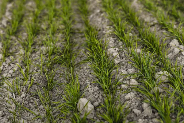 Piantine di grano giovani che crescono su un campo in autunno. Frumento verde giovane che cresce nel terreno. Processo agricolo. Chiudi su germogliare l'agricoltura di segale in una giornata di sole campo con cielo blu. Germogli di segale . — Foto Stock