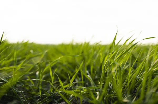 Las plántulas jóvenes de trigo que crecen en el campo en otoño. Trigo verde joven que crece en el suelo. Procesos agrícolas. Cerca de brotar la agricultura de centeno en un día soleado campo con el cielo azul. Brotes de centeno . — Foto de Stock