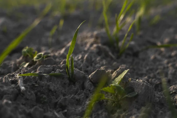 Las plántulas jóvenes de trigo que crecen en el campo en otoño. Trigo verde joven que crece en el suelo. Procesos agrícolas. Cerca de brotar la agricultura de centeno en un día soleado campo con el cielo azul. Brotes de centeno . — Foto de Stock