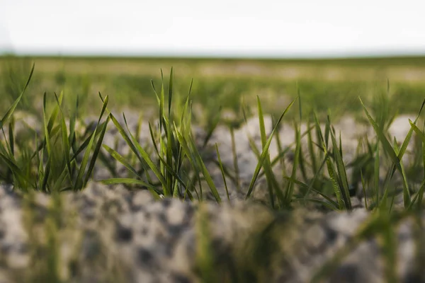 Las plántulas jóvenes de trigo que crecen en el campo en otoño. Trigo verde joven que crece en el suelo. Procesos agrícolas. Cerca de brotar la agricultura de centeno en un día soleado campo con el cielo azul. Brotes de centeno . — Foto de Stock