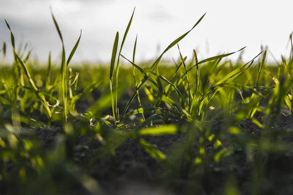 Młode sadzonki pszenicy rosnące na polu jesienią. Młoda zielona pszenica rosnąca w glebie. Proces rolniczy. Zbliż się do uprawy żyta w słoneczny dzień z błękitnym niebem. Kawałki żyta. — Zdjęcie stockowe