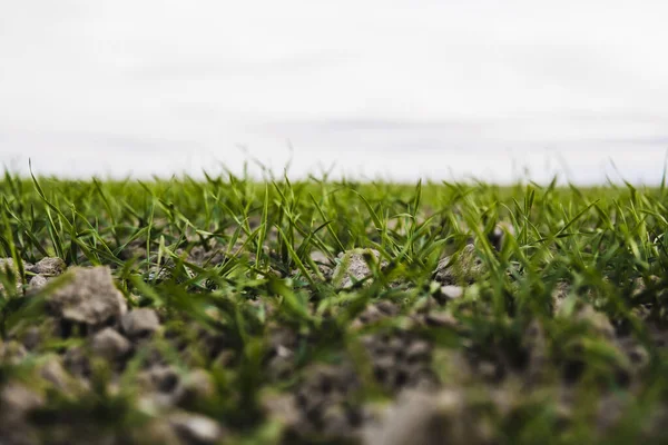 Las plántulas jóvenes de trigo que crecen en el campo en otoño. Trigo verde joven que crece en el suelo. Procesos agrícolas. Cerca de brotar la agricultura de centeno en un día soleado campo con el cielo azul. Brotes de centeno . — Foto de Stock