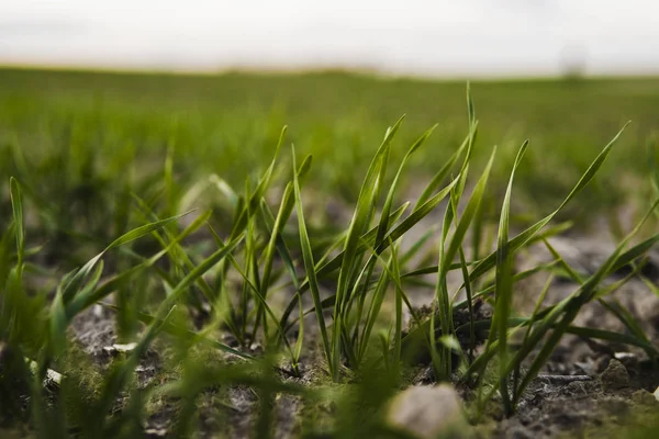 Las plántulas jóvenes de trigo que crecen en el campo en otoño. Trigo verde joven que crece en el suelo. Procesos agrícolas. Cerca de brotar la agricultura de centeno en un día soleado campo con el cielo azul. Brotes de centeno . — Foto de Stock