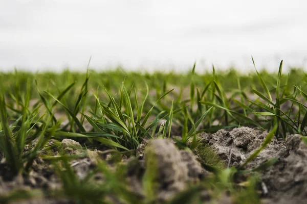 Piantine di grano giovani che crescono su un campo in autunno. Frumento verde giovane che cresce nel terreno. Processo agricolo. Chiudi su germogliare l'agricoltura di segale in una giornata di sole campo con cielo blu. Germogli di segale . — Foto Stock