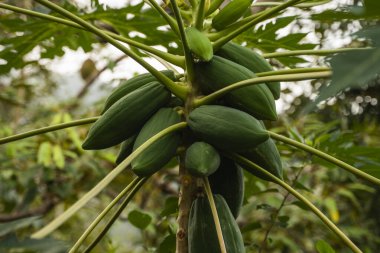 Meyveli taze papaya ağacı. Papaya ağacı ve bir sürü meyve. Ağaçta yeşil papaya meyvesi. Sabah vakti organik çiftlikte tarım meyveleri. Tarım geçmişi.