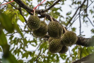 Tropikal meyvelerin kralı Durian, meyve bahçesindeki bir ağaç dalında. Bahçe sistemindeki bir ağaçta taze durian. Durian çiftliği. Durian uygun koşullarda büyüyebilir. Özel ve yararlı bitki.