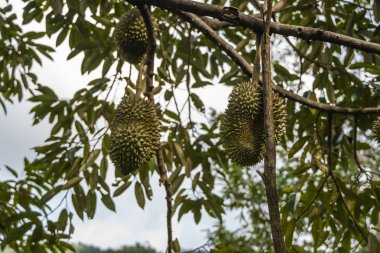 Tropikal meyvelerin kralı Durian, meyve bahçesindeki bir ağaç dalında. Bahçe sistemindeki bir ağaçta taze durian. Durian çiftliği. Durian uygun koşullarda büyüyebilir. Özel ve yararlı bitki.