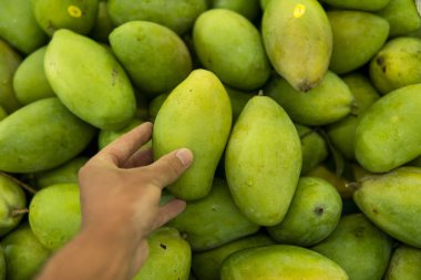 Erkek eller, arka planda bir sürü yeşil mangoyla sulu taze bir mango meyvesi tutuyor. Satılık taze yeşil mango grubu .Thai tropik çiğ mango..