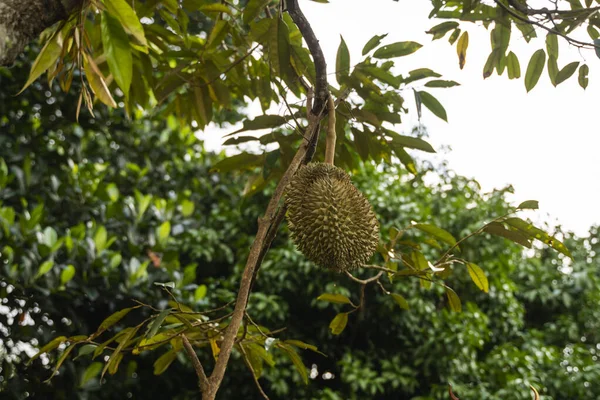 Durian - rey de las frutas tropicales, en una rama de árbol en el huerto. Durian fresco en un árbol en el sistema de jardinería. Plantación Durian. Durian puede crecer en condiciones adecuadas. Planta especial y útil . —  Fotos de Stock