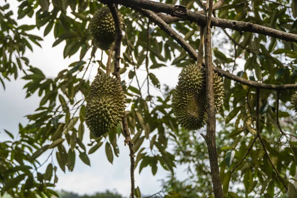 Durian - rey de las frutas tropicales, en una rama de árbol en el huerto. Durian fresco en un árbol en el sistema de jardinería. Plantación Durian. Durian puede crecer en condiciones adecuadas. Planta especial y útil . —  Fotos de Stock