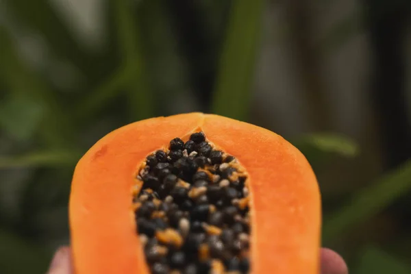 Male hand holding a half of ripe papaya with seeds with a green plants on background. Slices of sweet papaya. Halved papayas. Healthy exotic fruits. Vegetarian food. — ストック写真