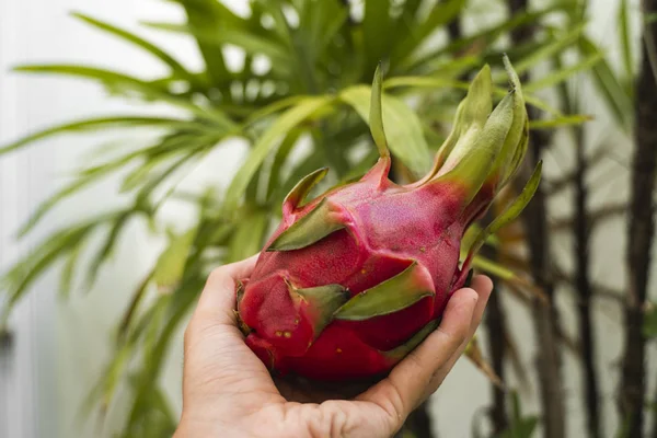 Mano maschile che tiene un frutto di drago con una palma su uno sfondo. Frutta del drago o pitaya. Frutti tropicali ed esotici. Concetto di cibo sano e vitaminico . — Foto Stock