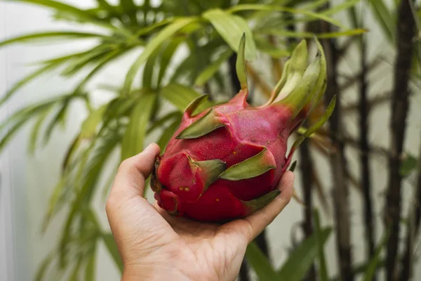 Man hand hålla en drake frukt med en palm på en bakgrund. Drakfrukt eller pitaya. Tropiska och exotiska frukter. Friska och vitamin livsmedel koncept. — Stockfoto
