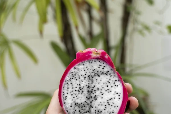 Main masculine tenant un fruit de dragon avec un palmier sur un fond. Tranche de fruit du dragon blanc ou pitaya. Fruits tropicaux et exotiques. Concept d'aliments sains et vitaminés . — Photo