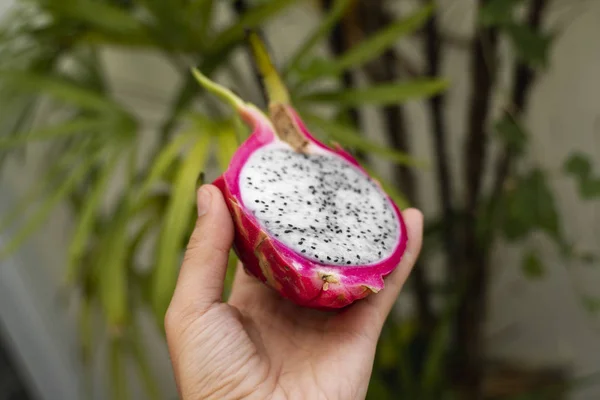 Male hand holding a dragon fruit with a palm tree on a background. Slice of white dragon fruit or pitaya. Tropical and exotic fruits. Healthy and vitamin food concept. — ストック写真