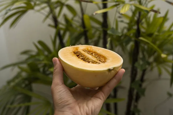 Mens hand holding a fresh sweet orange melon with a palm tree on background. Useful and vitamin-rich food. Vegetarian. — ストック写真