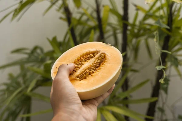 Mano de hombre sosteniendo un melón naranja dulce fresco con una palmera en el fondo. Alimentos útiles y ricos en vitaminas. Vegetariano . — Foto de Stock
